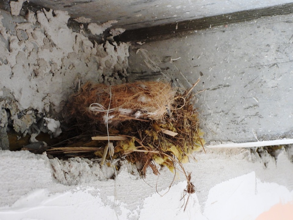 Птичьи истории. Как гродненский орнитолог спас птенцов горихвостки-чернушки Птичьи истории. Как гродненский орнитолог спас птенцов горихвостки-чернушки