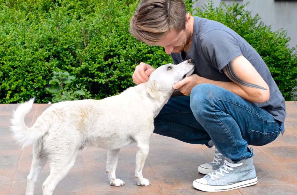Гродненский ремесленник снимает видео в поддержку бездомных животных: хочет собрать $50 000 на ремонт приюта