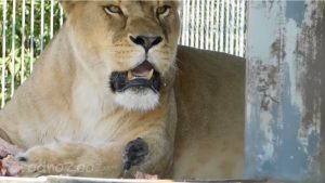 Видео. Как скворец отбирает еду у льва в гродненском зоопарке
