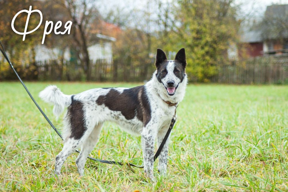 Животные ищут дом: активные собаки, сообразительный щенок и чудо-котенок Животные ищут дом: активные собаки, сообразительный щенок и чудо-котенок