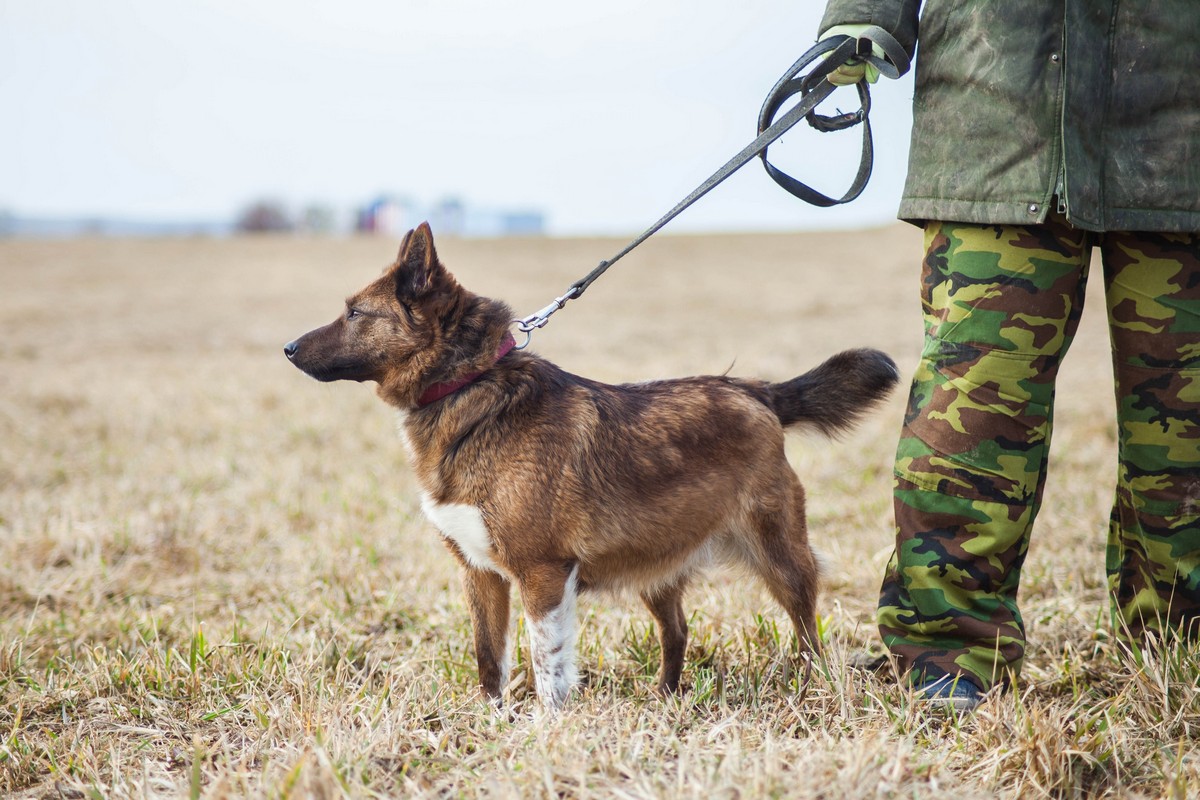 Животные ищут дом: активные собаки, сообразительный щенок и чудо-котенок Животные ищут дом: активные собаки, сообразительный щенок и чудо-котенок