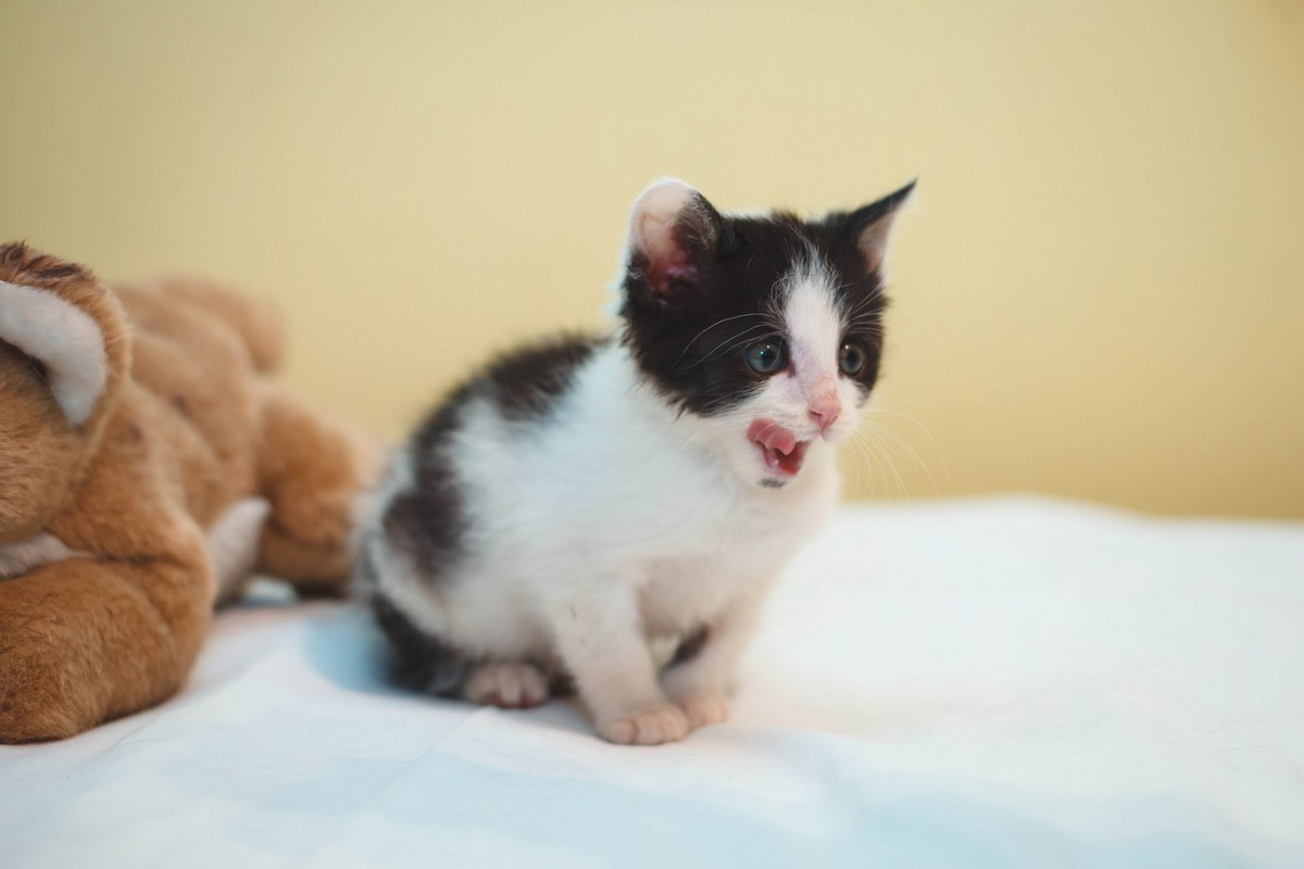 Животные ищут дом: активные собаки, сообразительный щенок и чудо-котенок Животные ищут дом: активные собаки, сообразительный щенок и чудо-котенок