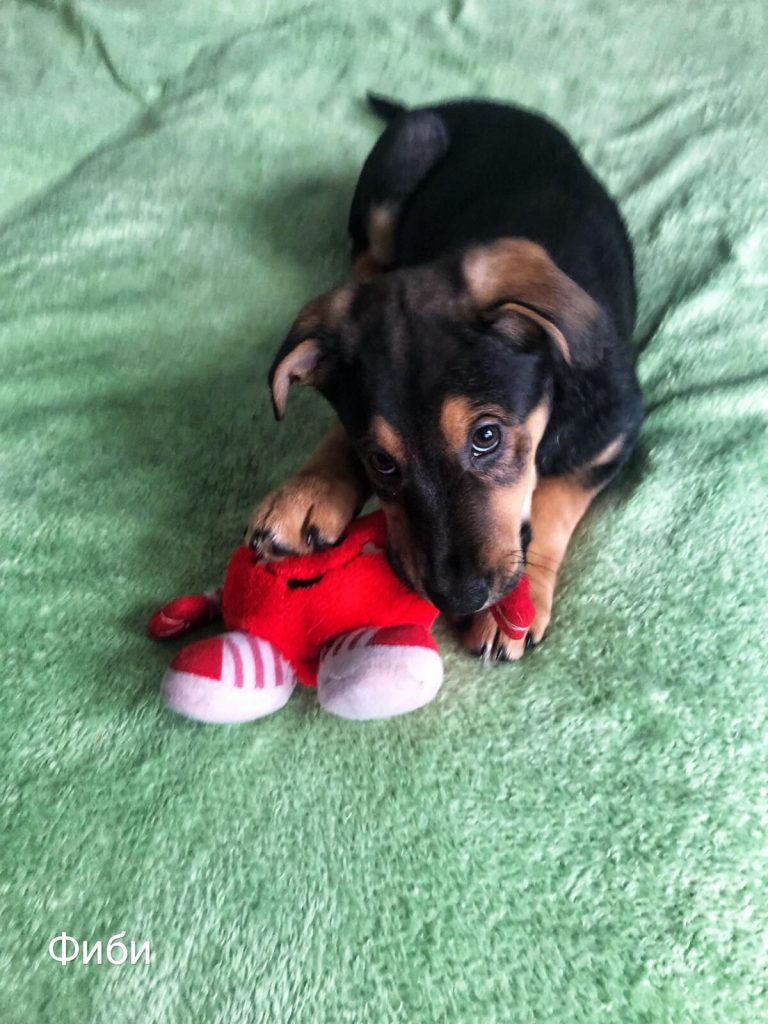 Животные ищут дом: щенки, собаки и кошки, которые ждут именно тебя