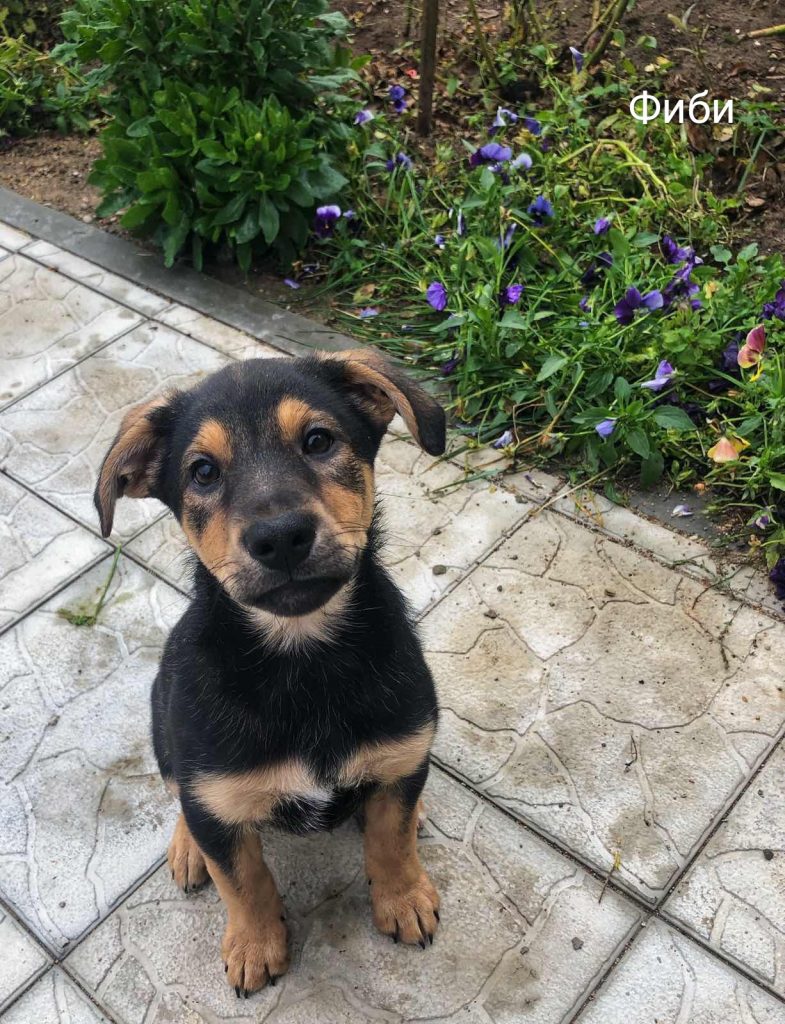 Животные ищут дом: щенки, собаки и кошки, которые ждут именно тебя