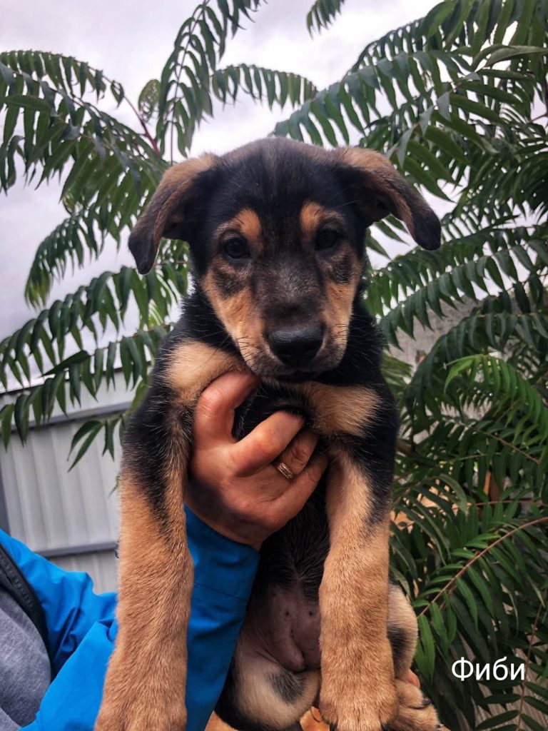 Животные ищут дом: щенки, собаки и кошки, которые ждут именно тебя