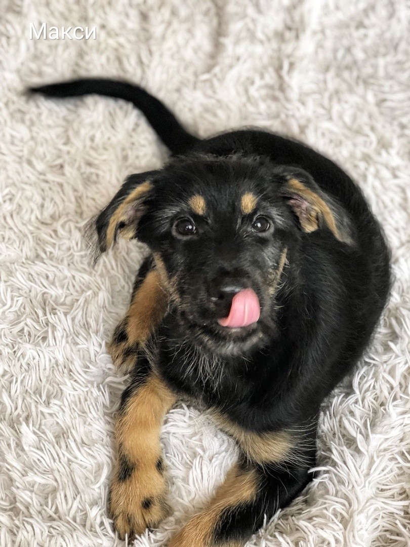 Животные ищут дом: активные собаки, сообразительный щенок и чудо-котенок Животные ищут дом: активные собаки, сообразительный щенок и чудо-котенок