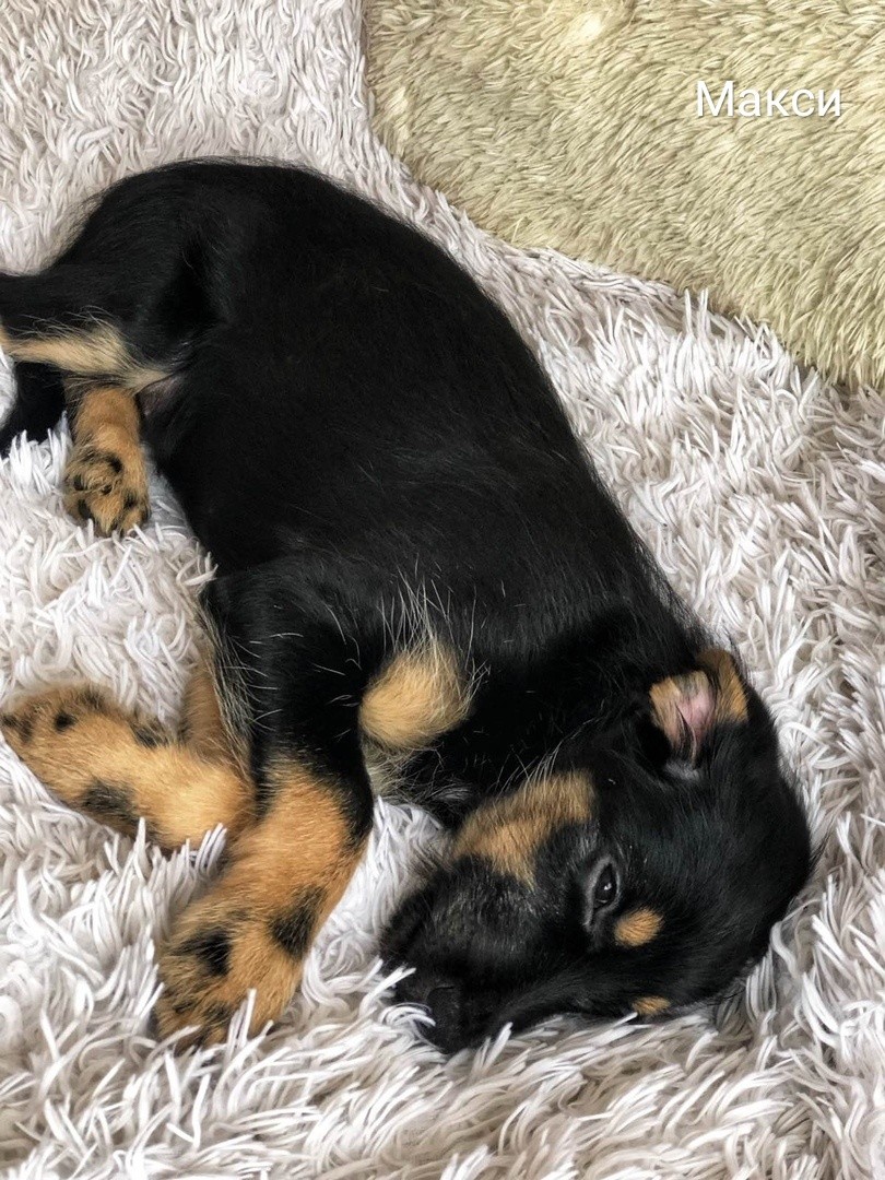 Животные ищут дом: активные собаки, сообразительный щенок и чудо-котенок Животные ищут дом: активные собаки, сообразительный щенок и чудо-котенок