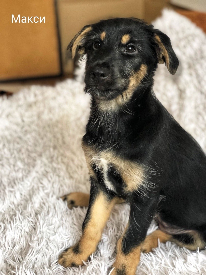 Животные ищут дом: активные собаки, сообразительный щенок и чудо-котенок Животные ищут дом: активные собаки, сообразительный щенок и чудо-котенок