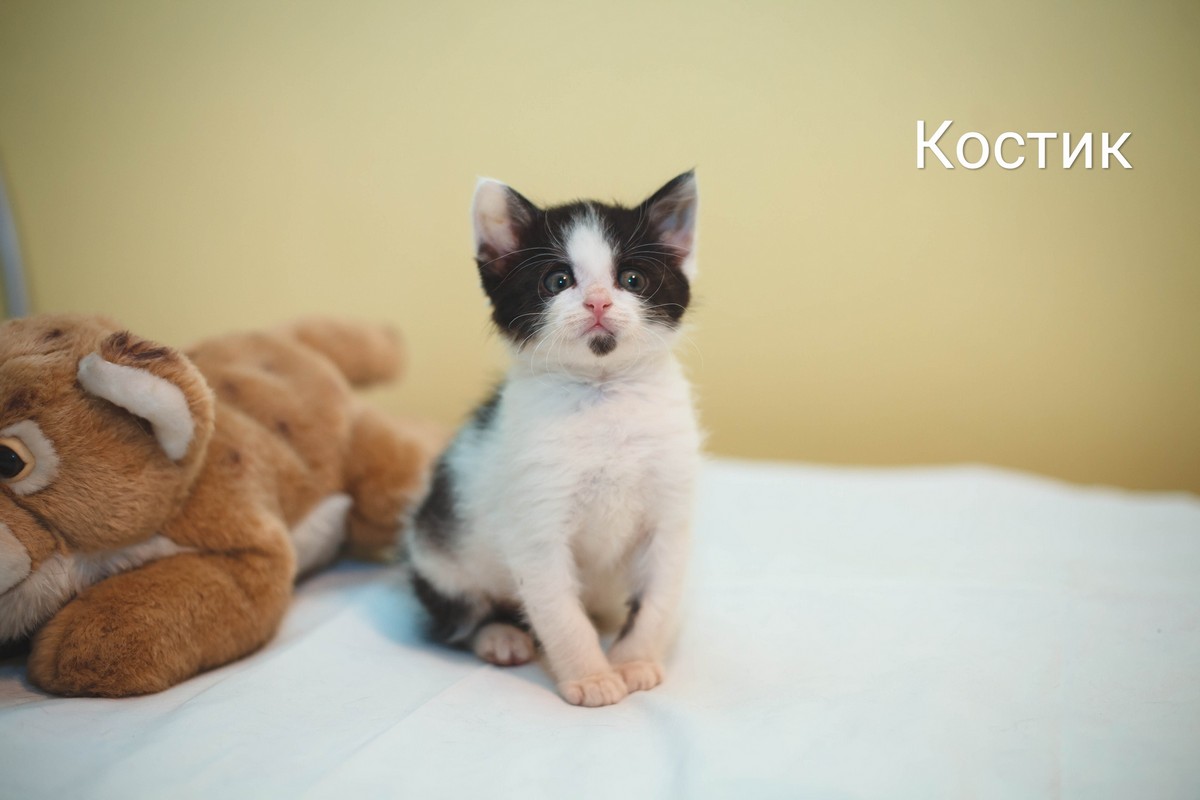 Животные ищут дом: активные собаки, сообразительный щенок и чудо-котенок Животные ищут дом: активные собаки, сообразительный щенок и чудо-котенок