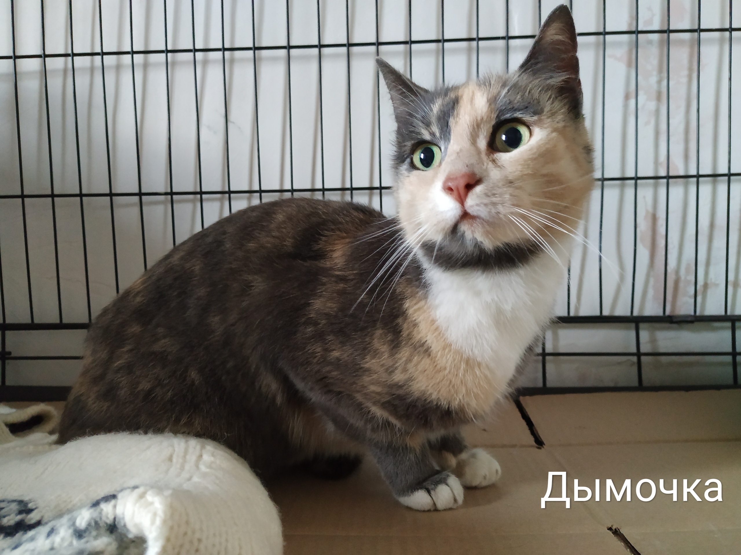 Животные ищут дом: собаки и кошки от 2 месяцев до 3 лет Животные ищут дом: собаки и кошки от 2 месяцев до 3 лет