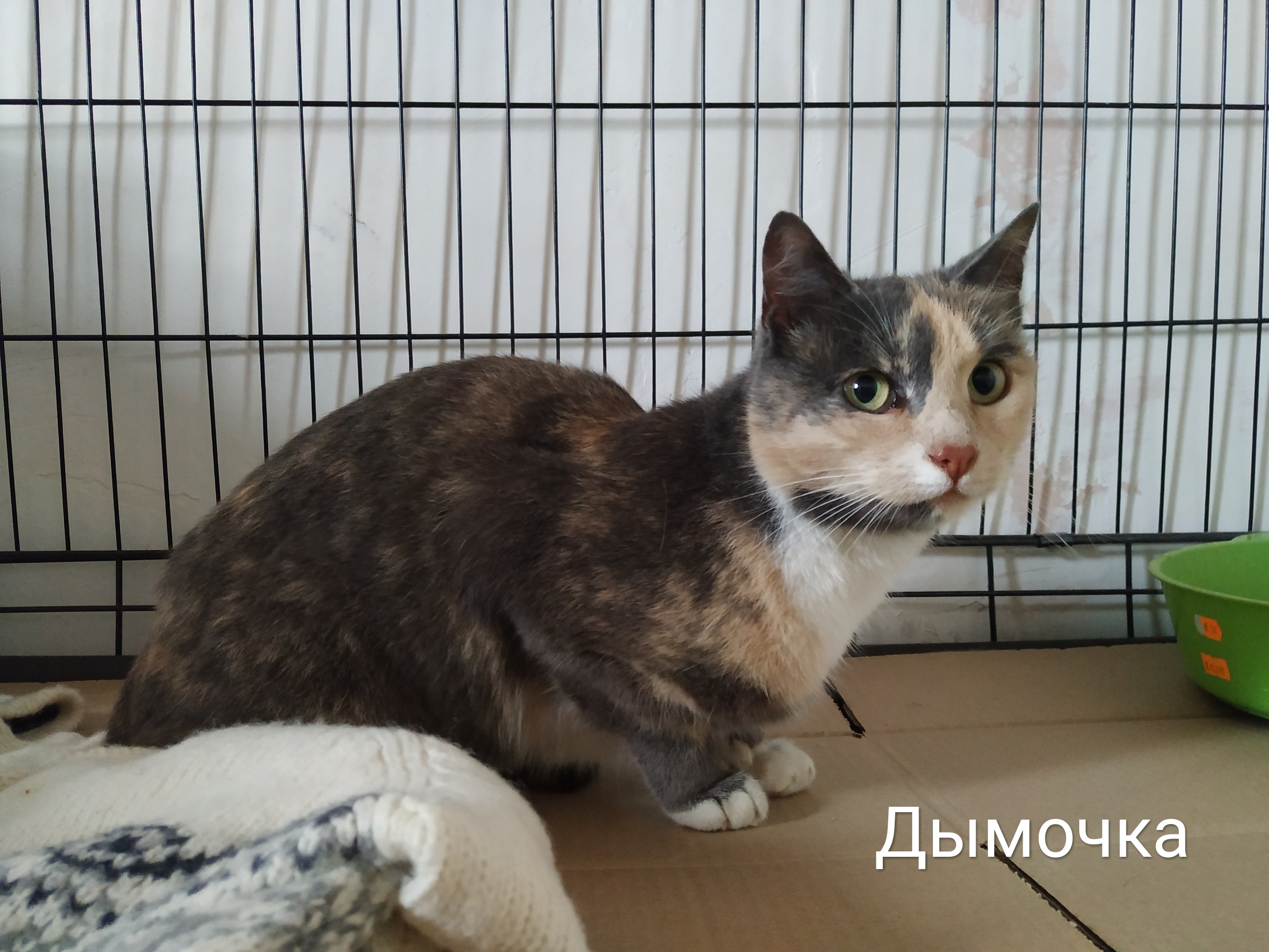 Животные ищут дом: собаки и кошки от 2 месяцев до 3 лет Животные ищут дом: собаки и кошки от 2 месяцев до 3 лет