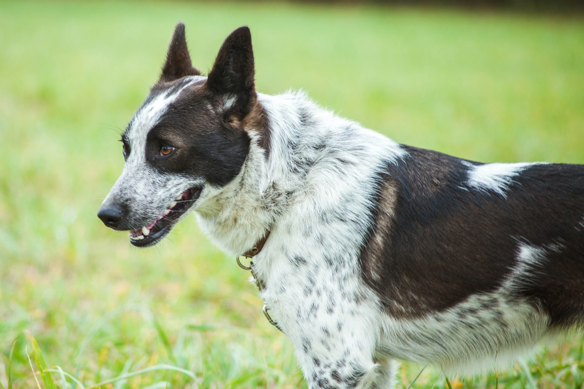 Животные ищут дом: активные собаки, сообразительный щенок и чудо-котенок Животные ищут дом: активные собаки, сообразительный щенок и чудо-котенок