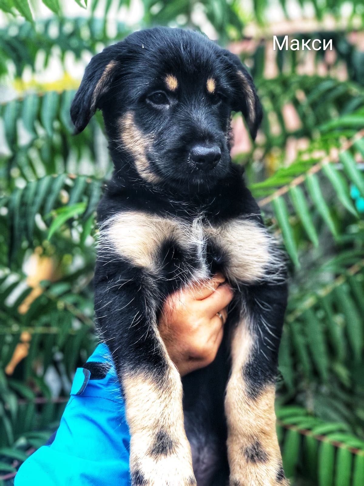 Животные ищут дом: собаки и кошки от 2 месяцев до 3 лет Животные ищут дом: собаки и кошки от 2 месяцев до 3 лет