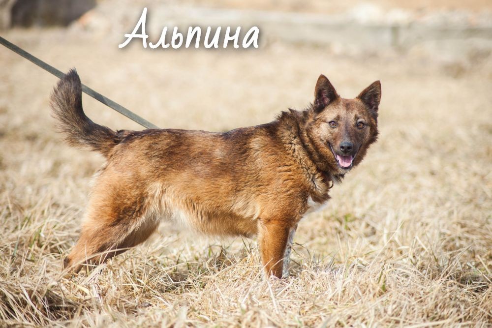 Животные ищут дом: активные собаки, сообразительный щенок и чудо-котенок Животные ищут дом: активные собаки, сообразительный щенок и чудо-котенок