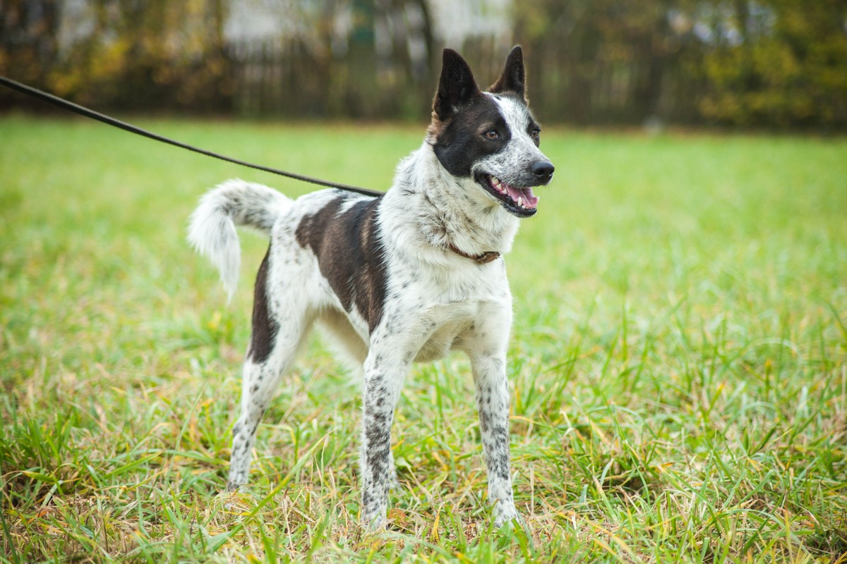 Животные ищут дом: активные собаки, сообразительный щенок и чудо-котенок Животные ищут дом: активные собаки, сообразительный щенок и чудо-котенок