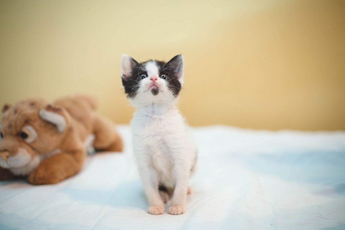 Животные ищут дом: активные собаки, сообразительный щенок и чудо-котенок Животные ищут дом: активные собаки, сообразительный щенок и чудо-котенок