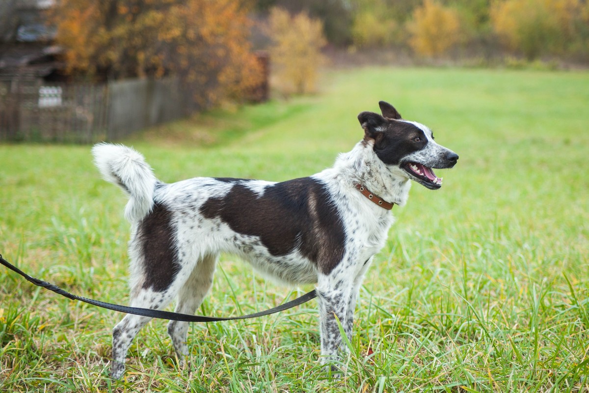 Животные ищут дом: активные собаки, сообразительный щенок и чудо-котенок Животные ищут дом: активные собаки, сообразительный щенок и чудо-котенок