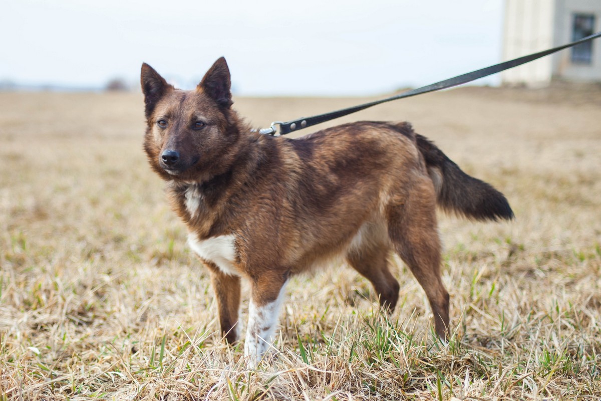 Животные ищут дом: активные собаки, сообразительный щенок и чудо-котенок Животные ищут дом: активные собаки, сообразительный щенок и чудо-котенок