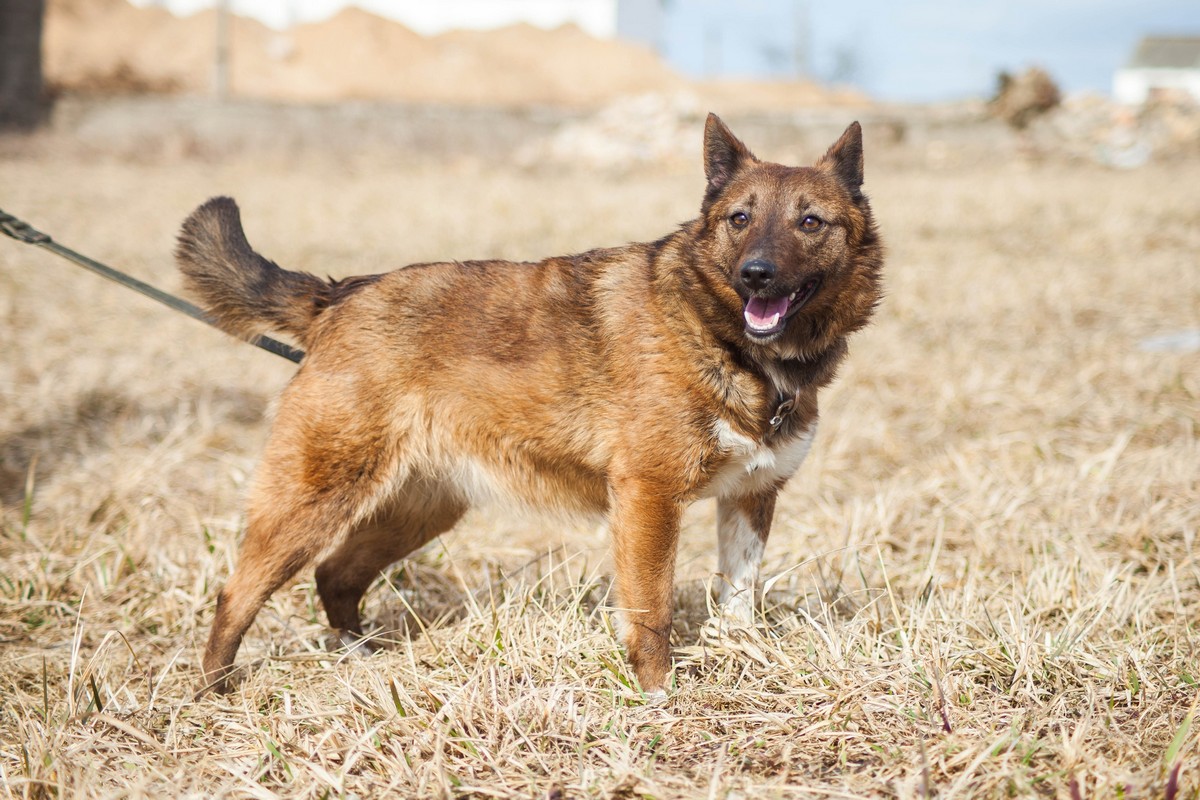 Животные ищут дом: активные собаки, сообразительный щенок и чудо-котенок Животные ищут дом: активные собаки, сообразительный щенок и чудо-котенок
