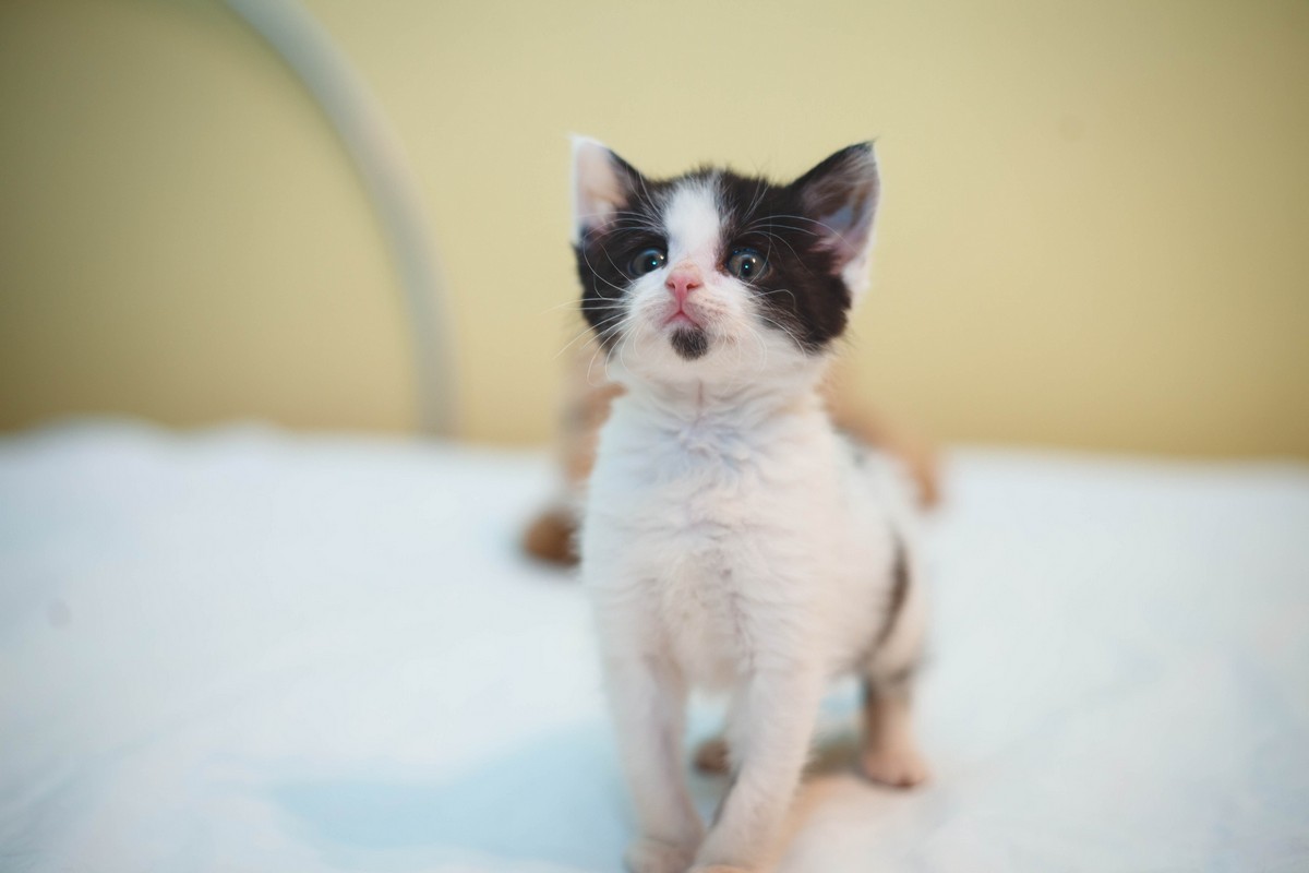 Животные ищут дом: активные собаки, сообразительный щенок и чудо-котенок Животные ищут дом: активные собаки, сообразительный щенок и чудо-котенок