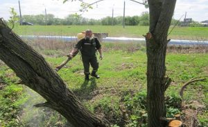 Когда в Гродно уничтожат борщевик и золотарник и чем они опасны Когда в Гродно уничтожат борщевик и золотарник и чем они опасны