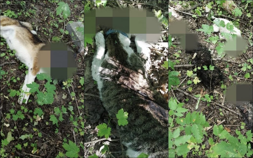 Милиция не рассказывает откуда возле САХа трупы животных. Зоозащитники хотят ознакомиться с материалами дела