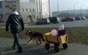 «Какая зима, такие и санки». Весёлый фотофакт из Гродно