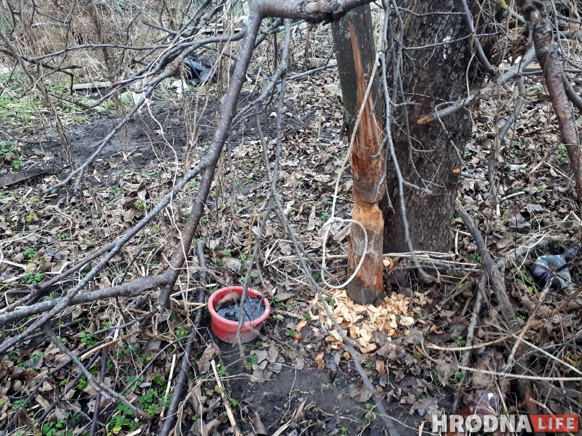 У цэнтры Гродна з'явіліся бабры. На іх пачалі паляванне