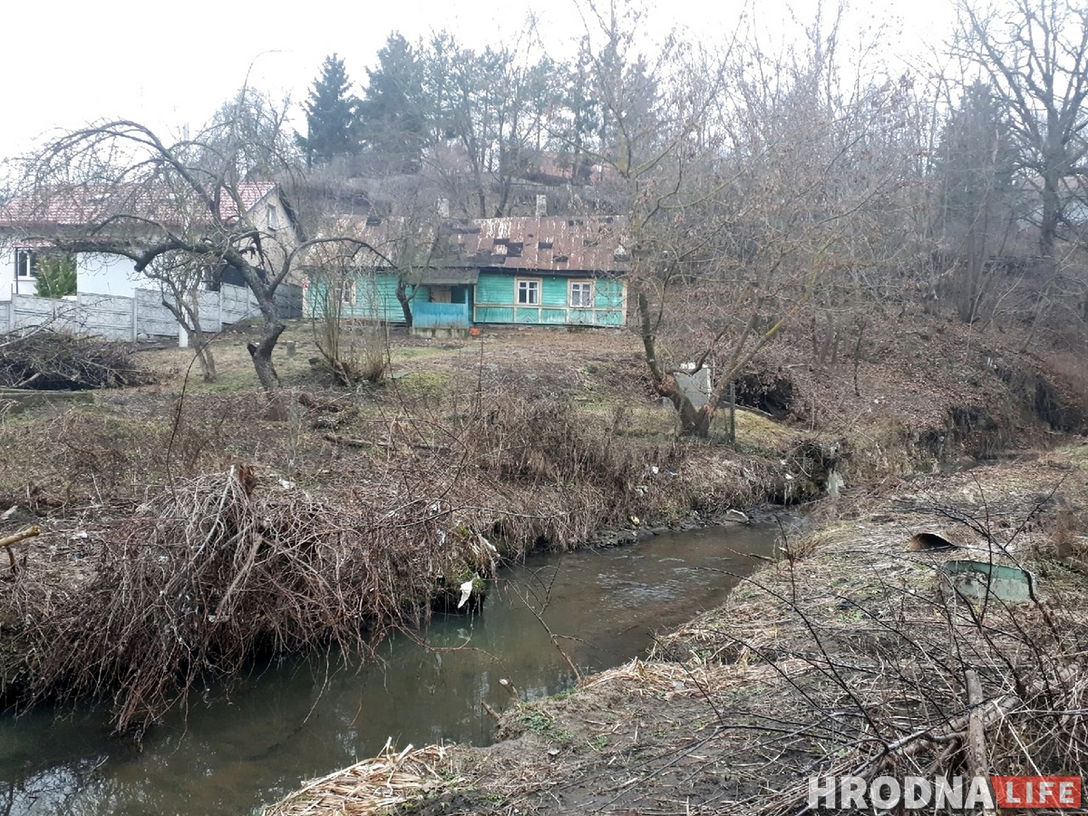 У цэнтры Гродна з'явіліся бабры. На іх пачалі паляванне