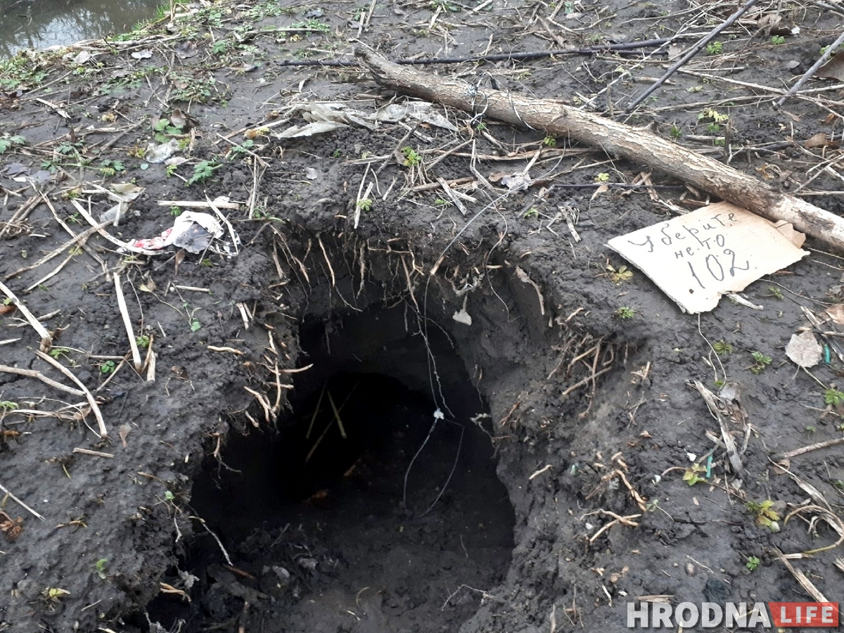 У цэнтры Гродна з'явіліся бабры. На іх пачалі паляванне