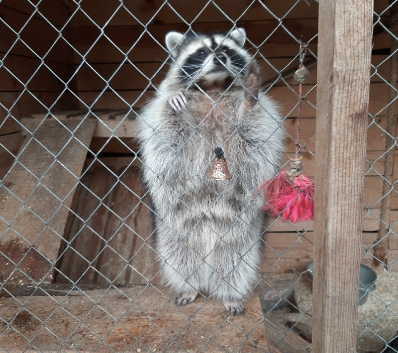 Голодные, больные и испуганные. Как в Гродно спасали животных из контактного зоопарка