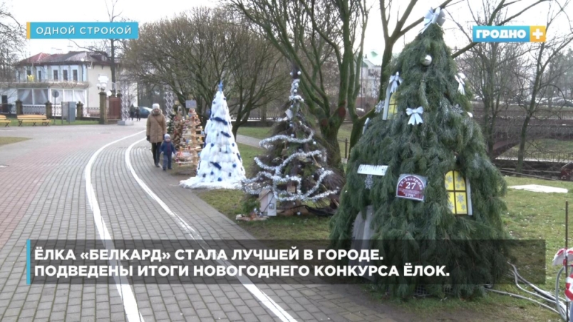 В Гродно выбрали лучшую ёлку города. А некоторых дисквалифицировали ёлка