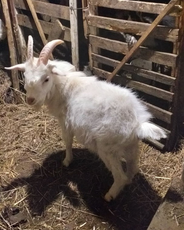 Голодные, больные и испуганные. Как в Гродно спасали животных из контактного зоопарка