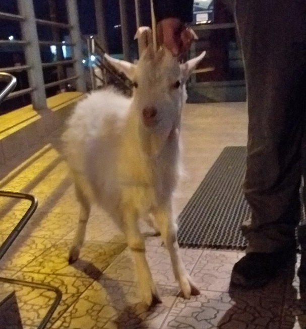 Голодные, больные и испуганные. Как в Гродно спасали животных из контактного зоопарка