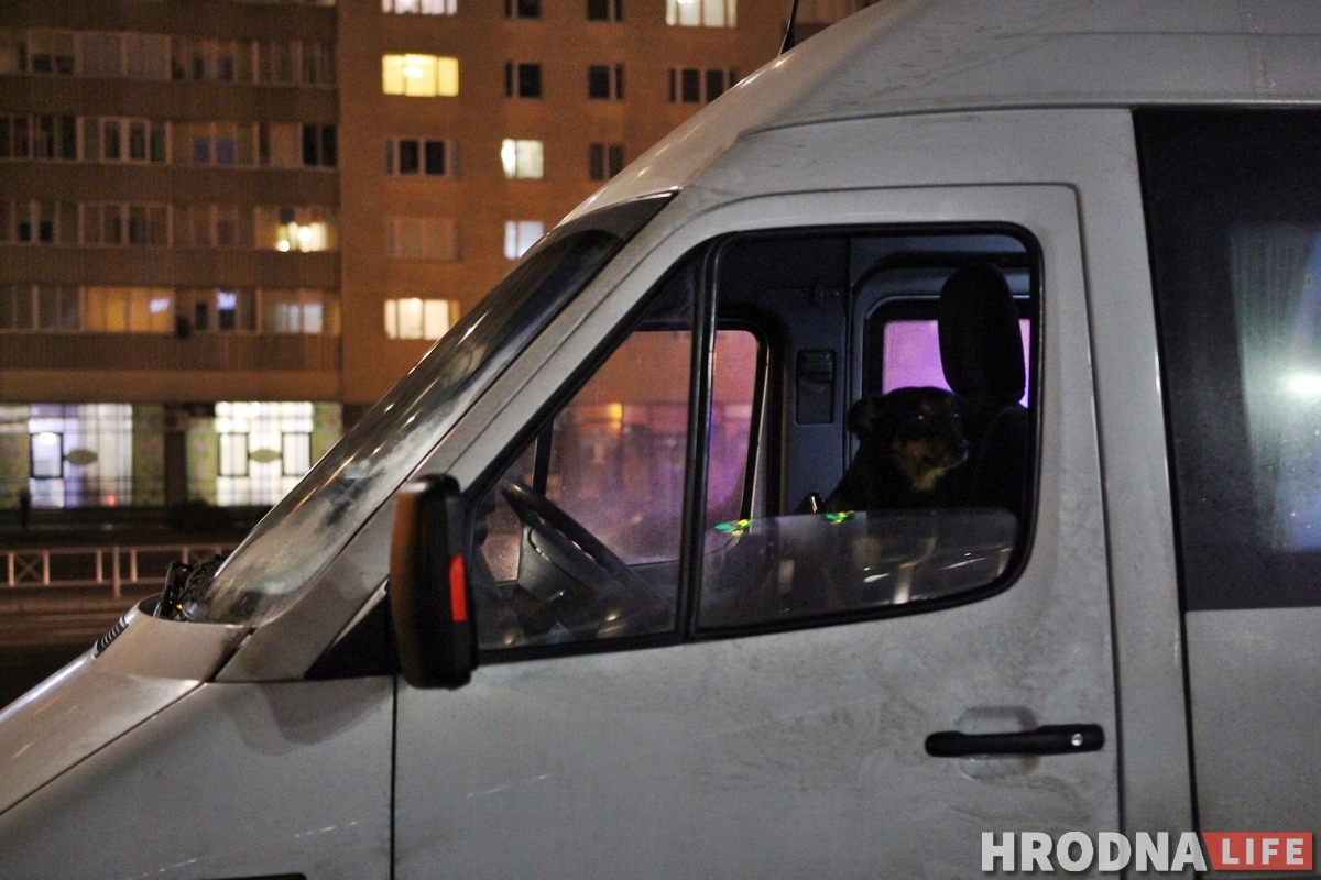 Здымае стрэс і грэе сядзенне: як сабака Мульцік возіць людзей з Гродна ў Баранавічы