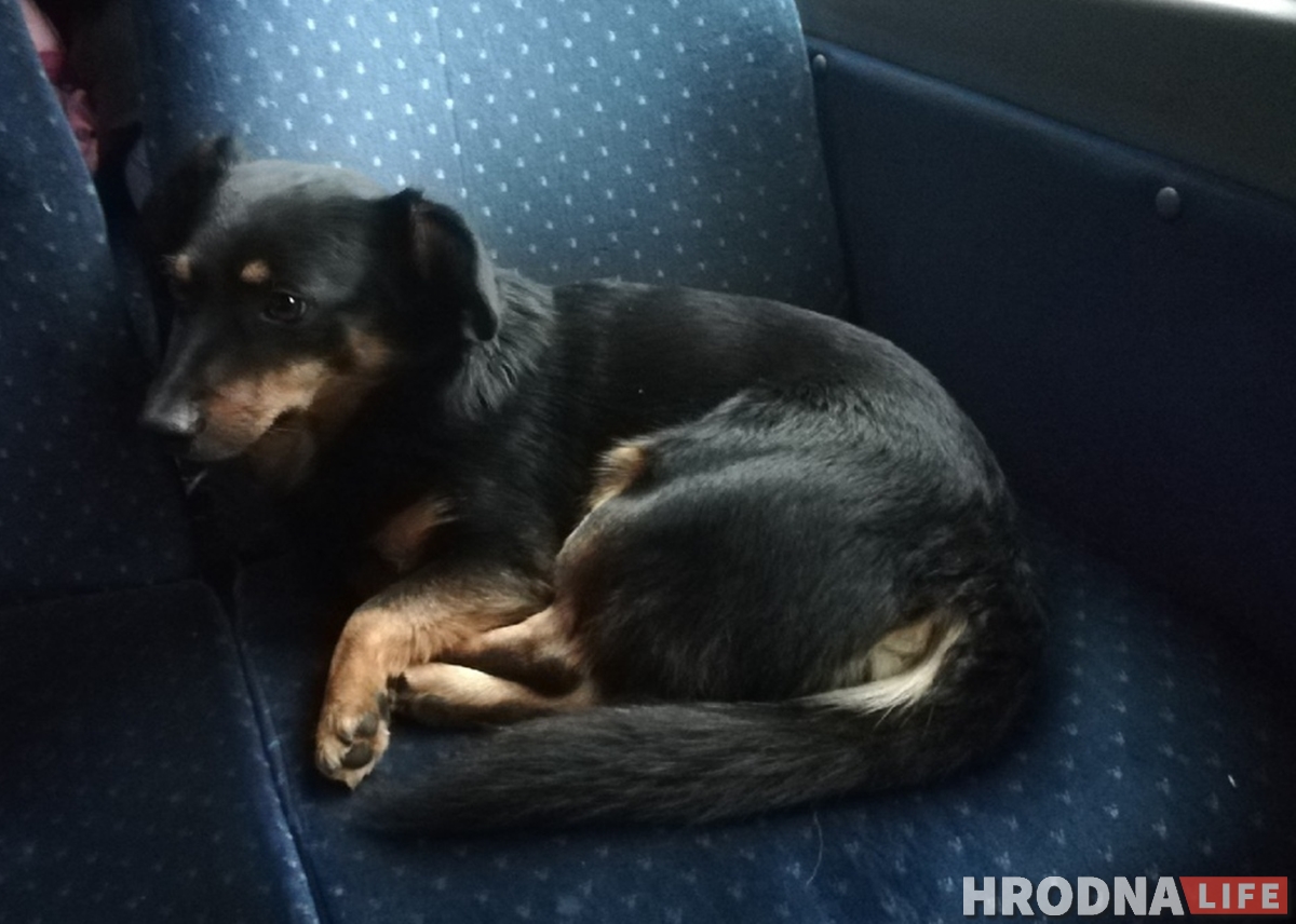 Здымае стрэс і грэе сядзенне: як сабака Мульцік возіць людзей з Гродна ў Баранавічы