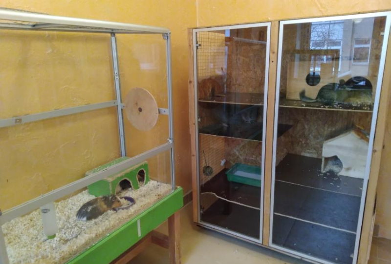 Голодные, больные и испуганные. Как в Гродно спасали животных из контактного зоопарка