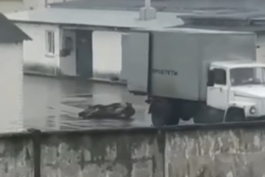 Лидская милиция: кого накажут за жестокое обращение с животными в убойном цехе Фота: lidanews.by