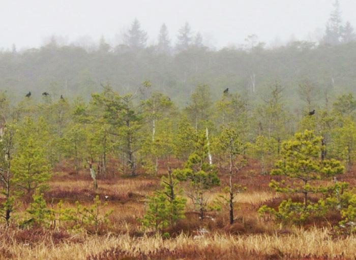 Куда уходит климат? Топ изменений в Беларуси и мире, которые уже произошли