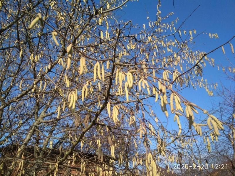 Куда уходит климат? Топ изменений в Беларуси и мире, которые уже произошли