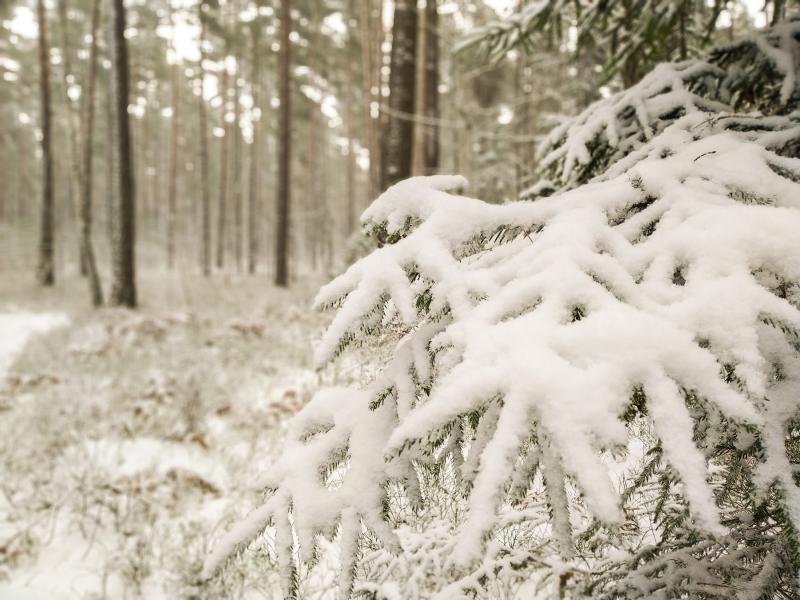 Куда уходит климат? Топ изменений в Беларуси и мире, которые уже произошли