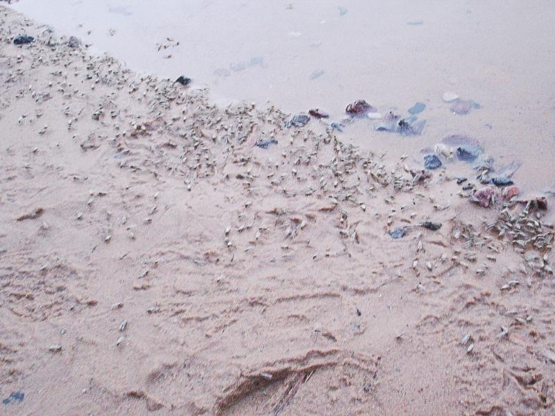 Куда уходит климат? Топ изменений в Беларуси и мире, которые уже произошли