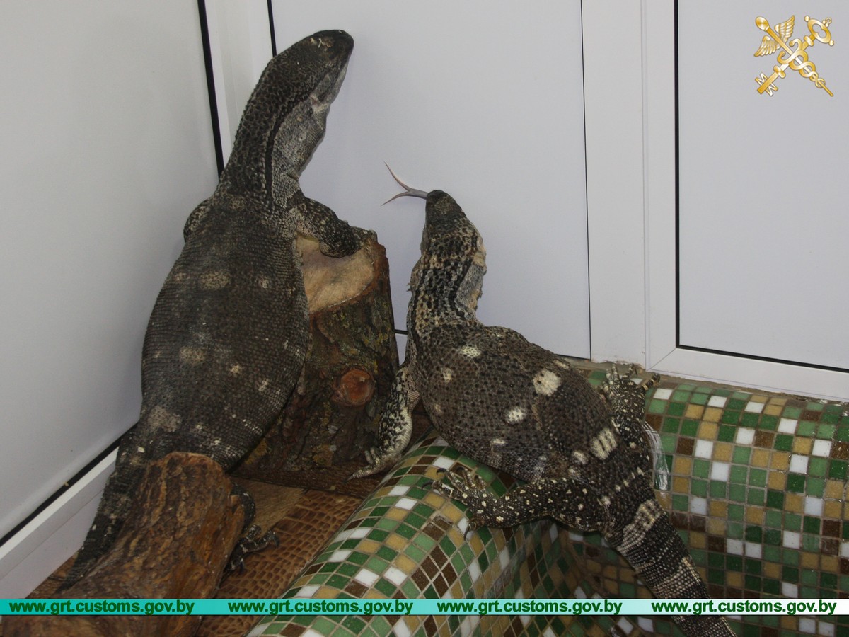 Ад гашышу да варанаў. Якімі былі 10 самых гучных канфіскацый на гродзенскай мытні