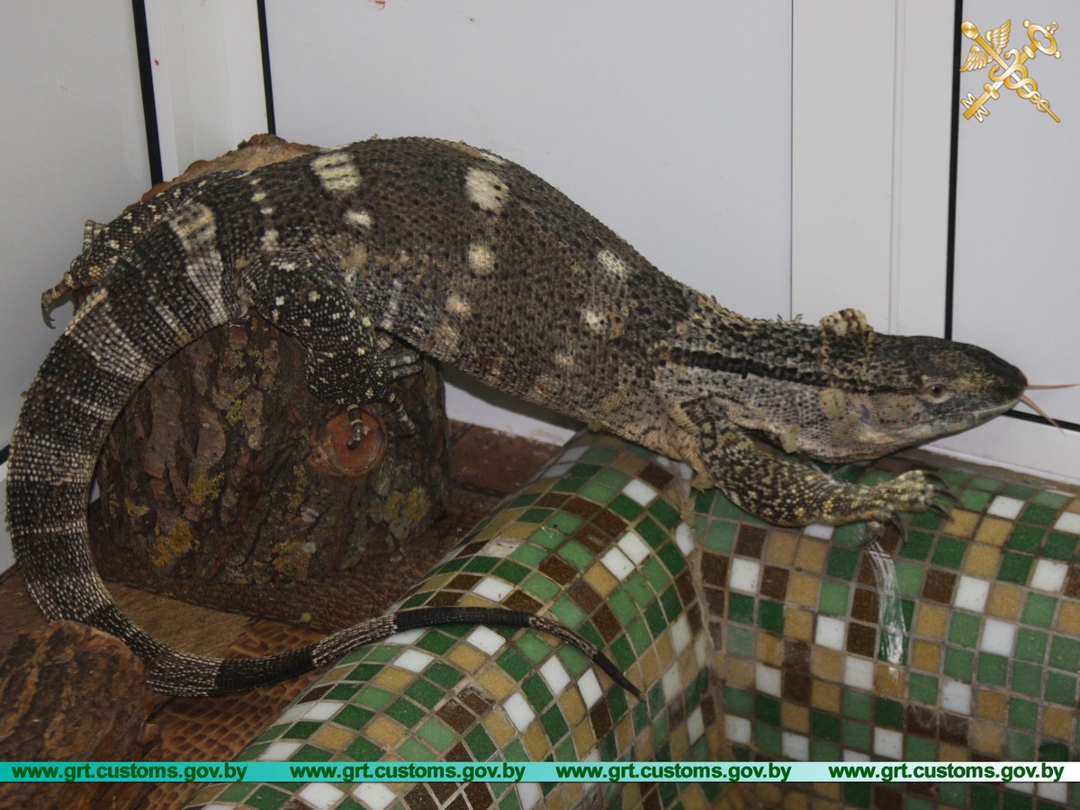 Ад гашышу да варанаў. Якімі былі 10 самых гучных канфіскацый на гродзенскай мытні