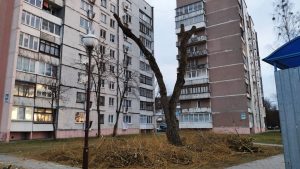 кронирование деревьев под ноль обрезка