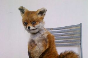 Бешеная лиса ходила в центре Гродно. Объявили карантин Фота: memepedia.ru