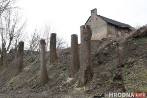 Тополя на Левонабережной в Гродно после "санитарной" обрезки
