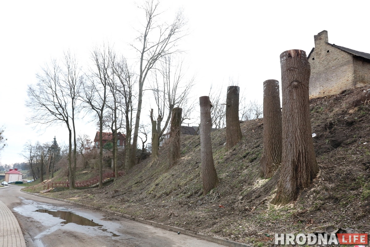 Участок с видом на замки: зачем на Левонабережной спилили старые тополя?