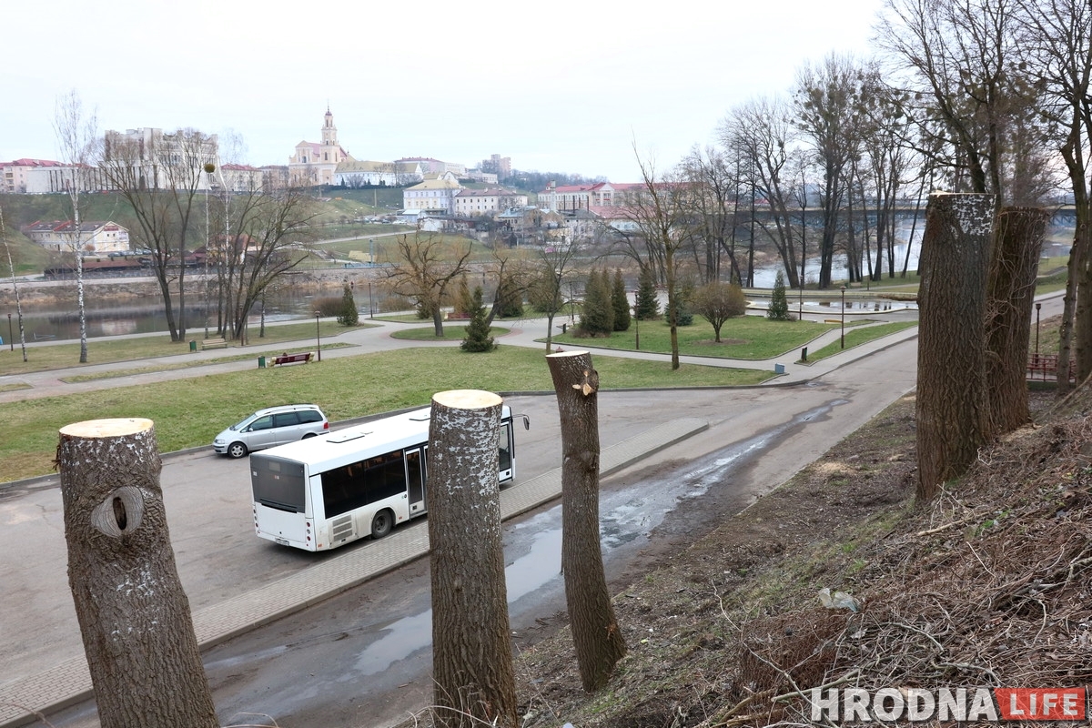 Участок с видом на замки: зачем на Левонабережной спилили старые тополя?