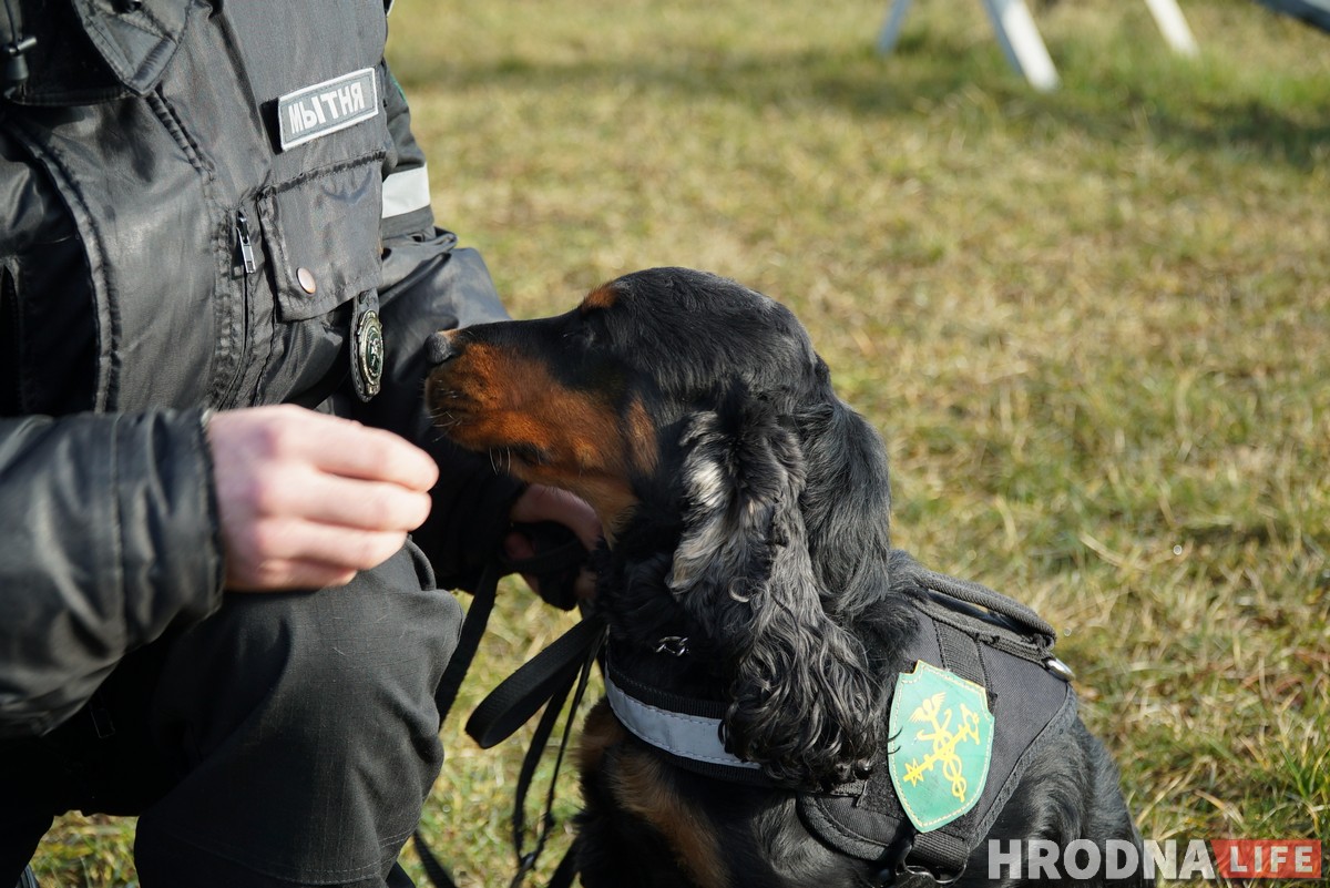 С отдельными кабинетами и служебным автомобилем. Как живут и работают собаки Гродненской таможни